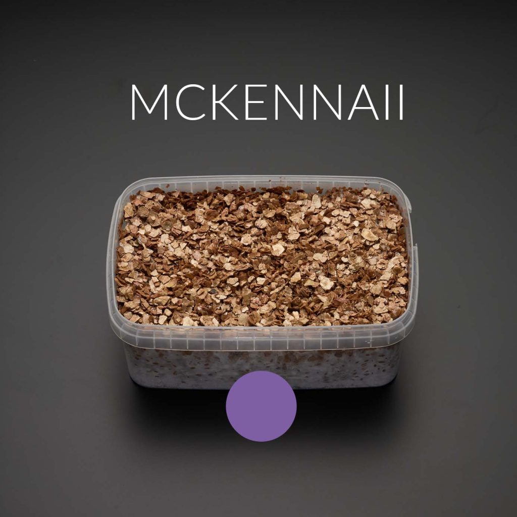 mckennaii growkit grzybnia grzyby otwarty