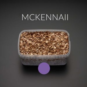 mckennaii growkit grzybnia grzyby otwarty