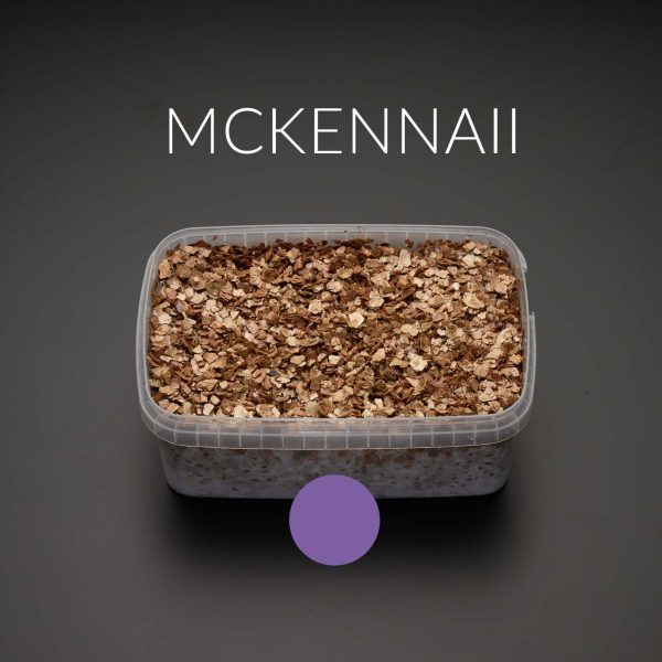 mckennaii growkit grzybnia grzyby otwarty