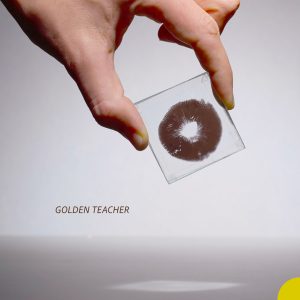 Golden Teacher - zarodniki - odcisk "print"