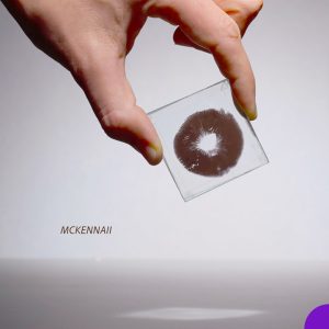 McKennaii - zarodniki - odcisk "print"
