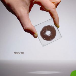 Mexican - zarodniki - odcisk "print"