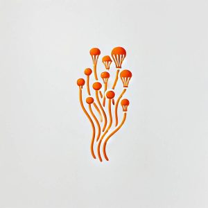 etykieta growkit cordyceps