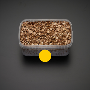 growkit golden teacher