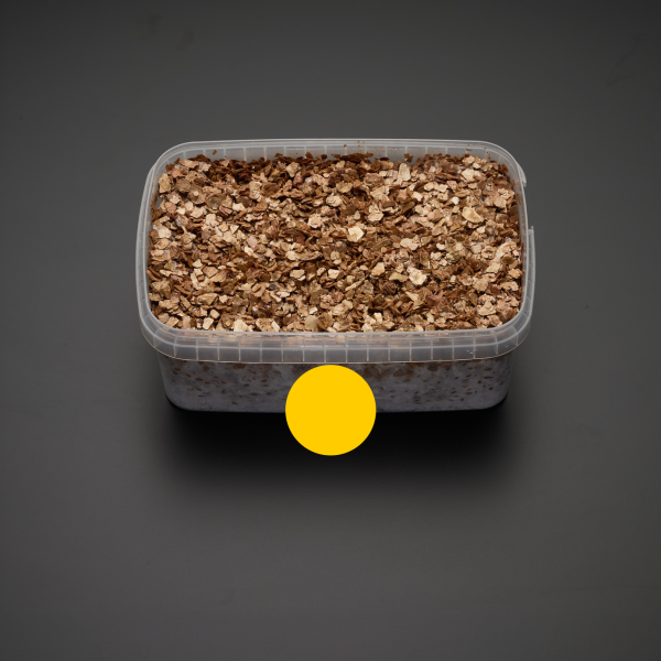 growkit golden teacher