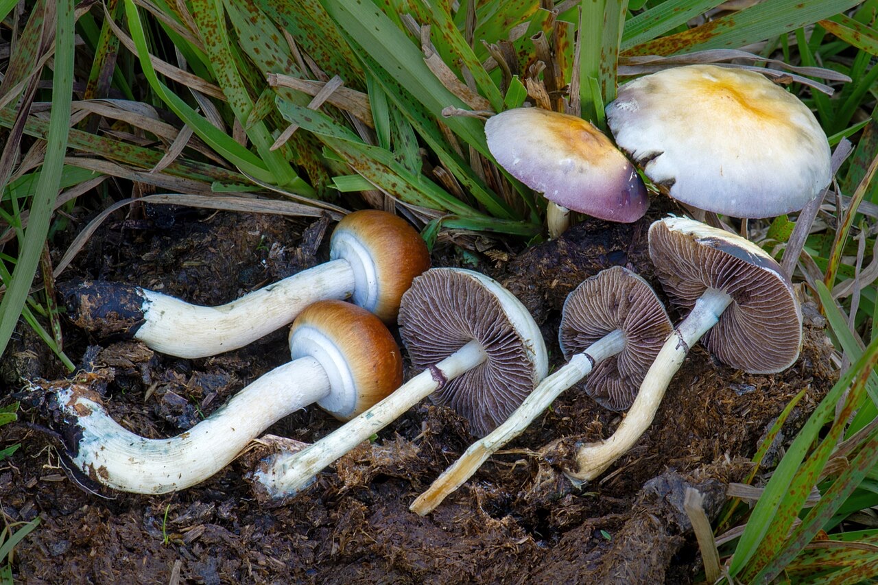 Psilocybe cubensis na odchodach bydła w okolicach Xalapy: masywne trzony z wyraźnym pierścieniem