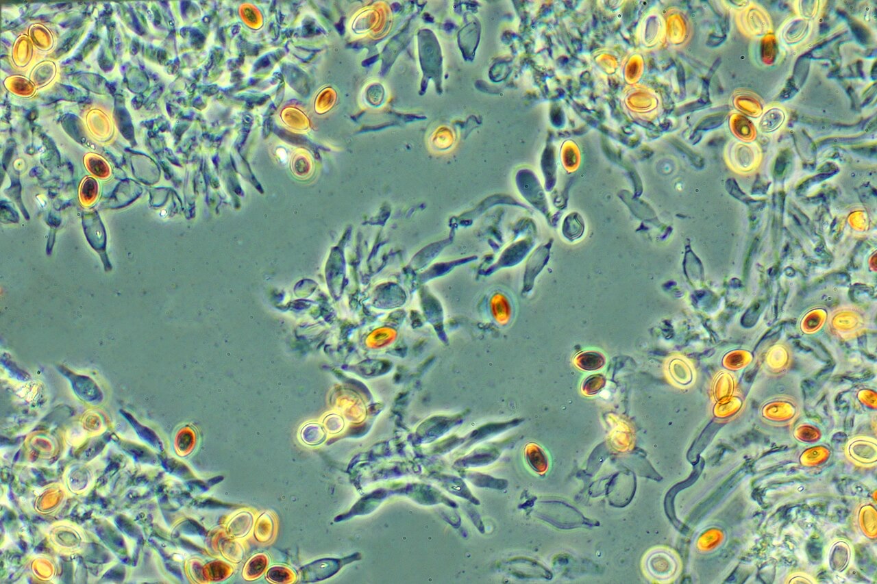 Preparat mikroskopowy Psilocybe mexicana, powiększenie 400 razy, kontrast fazowy, widoczne owalne zarodniki
