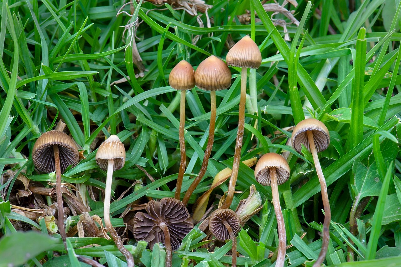 Psilocybe mexicana w naturalnym siedlisku: drobne, dzwonkowate kapelusze na cienkich trzonach bez pierścienia, wśród trawy
